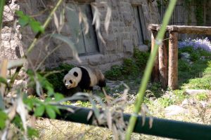 Panda in Zoo