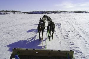 Dog sled ride