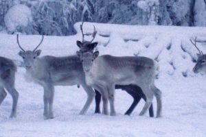 Young reindeers