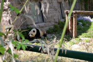 panda w chińskim zoo