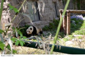 Panda im Zoo